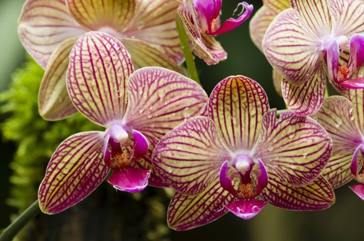 Gödsla orkidéer gjorda rätt - tips vid den tiden
