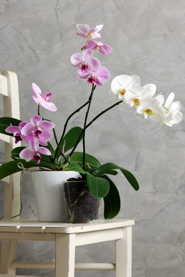Gödsling av orkidéer bör avbrytas i ett par veckor efter repotting