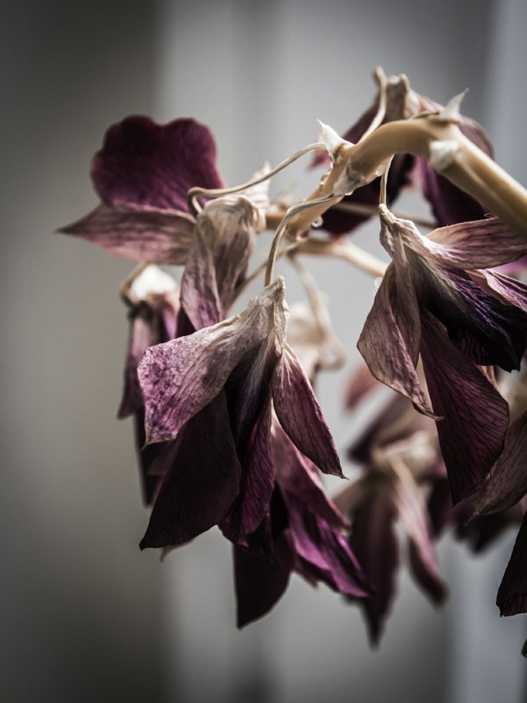 orkidé-sjukdomar-torra-blommor-vård-tips-plats