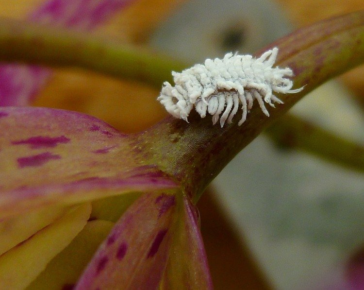 orkidésjukdomar-ull-ärtor-vita-små-insekter