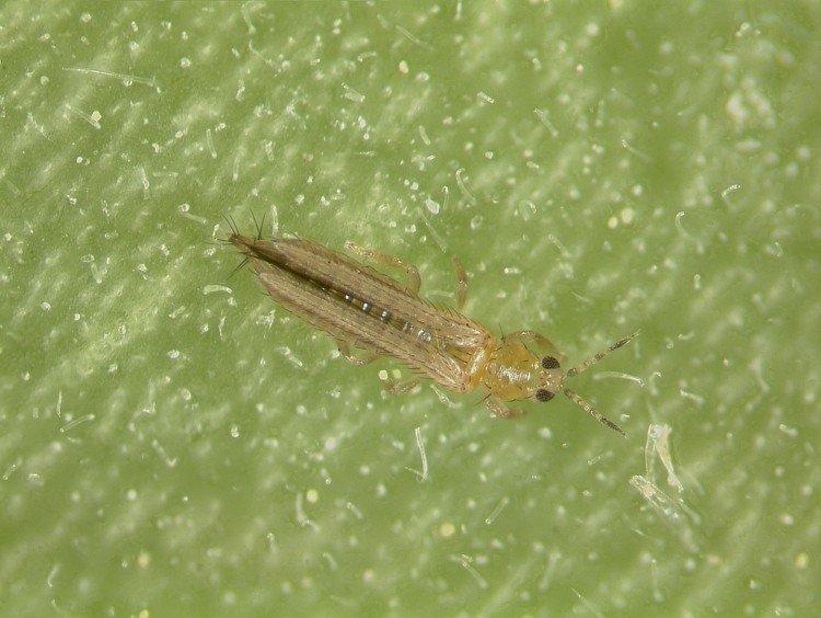 orkidé-sjukdomar-thrips-vingar-farliga-skadedjur-sugande