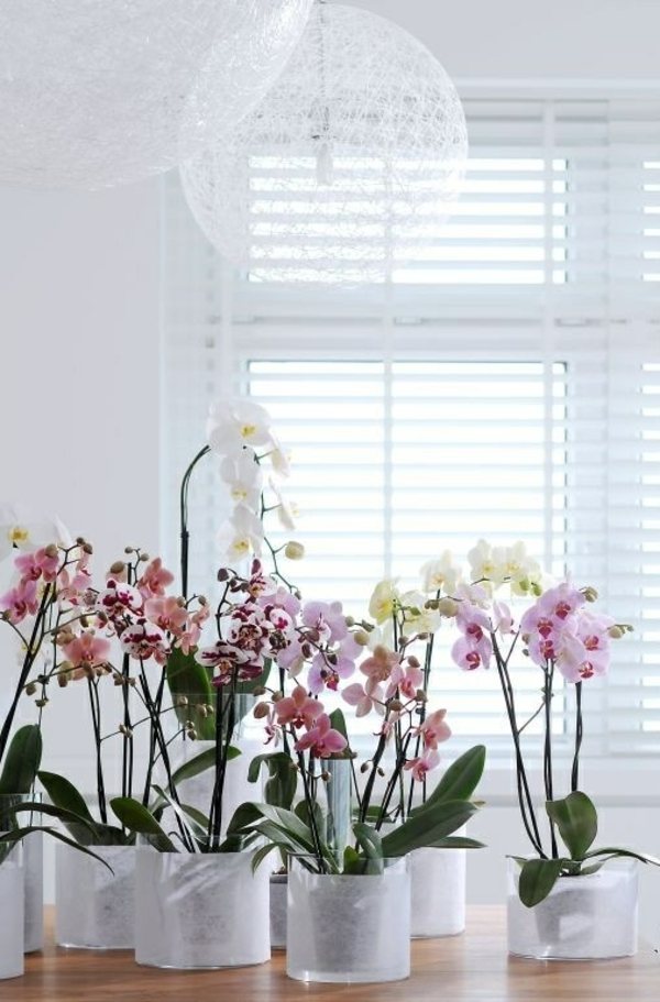 Orkidéer som odlar inomhusväxter vårdar gödselmedel