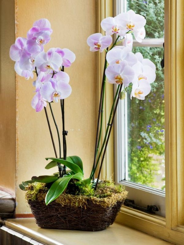 välkänd rum växter orkidé design