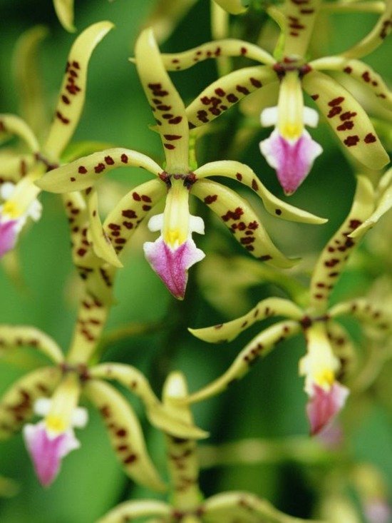 Epidendrum orkidévårdstips