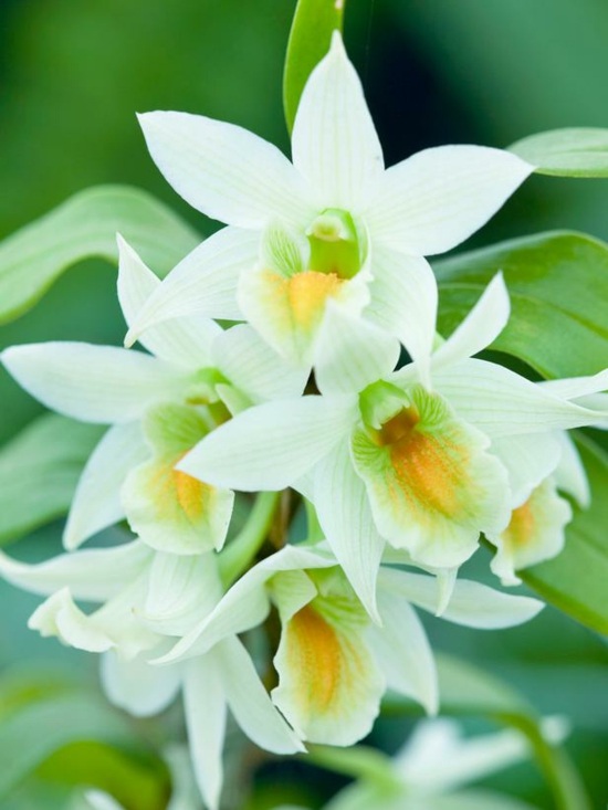 tips för vård av dendrobium orkidéer