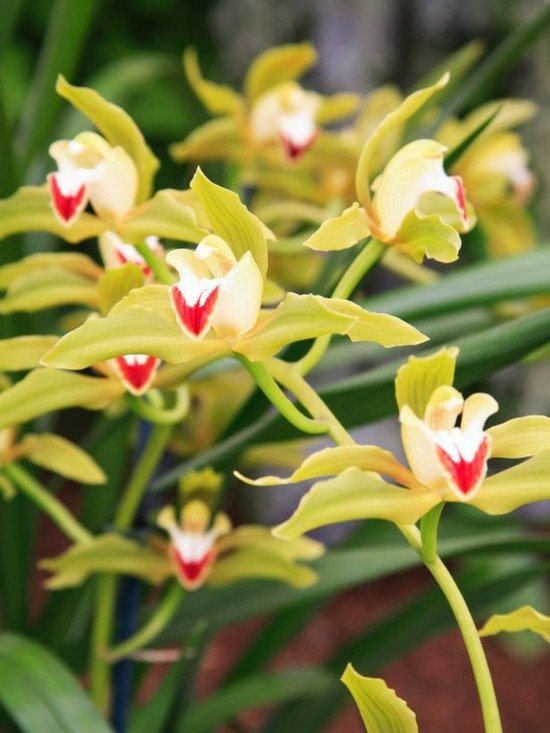 Cymbidium -orkidearter Växande tips