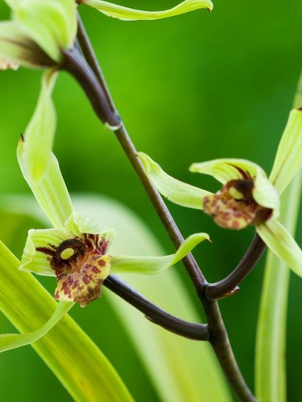 Cymbidium Kanran orkidéer växter blommor