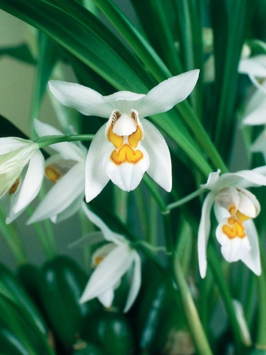 Coelogyne orkidé vackra blommor bilder
