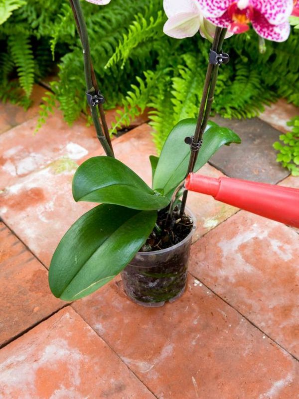 Orkidévattningsanvisningar krukväxt