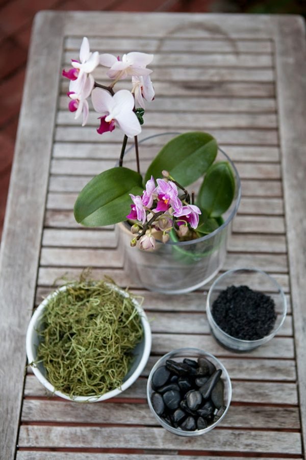 Orkidévårdstips för plantering av jord