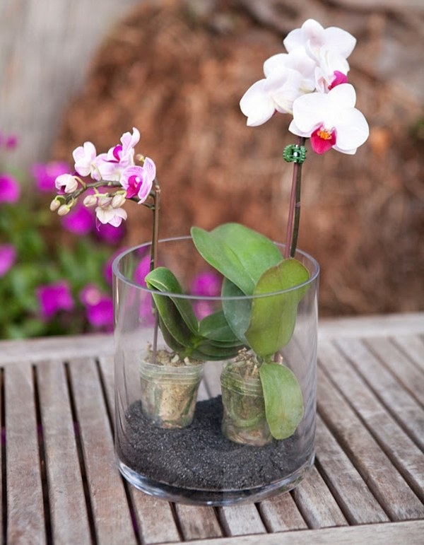 Orkidé terrarium plantering vattning design idéer