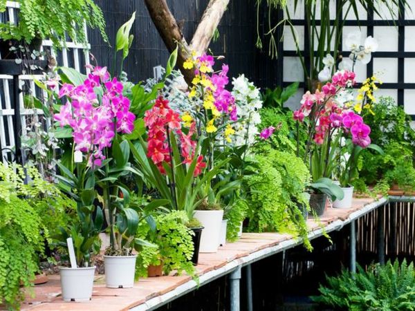 Orkidévårdstips färger typer rumsväxter