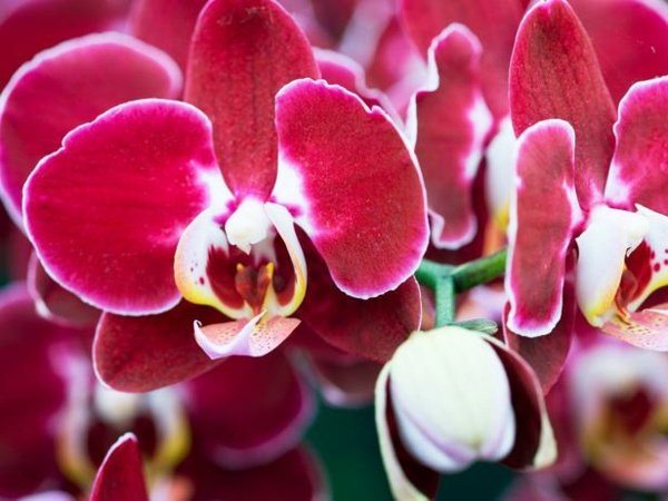 Miltopniopsis orkidé rosa röd färg hus växter blommor