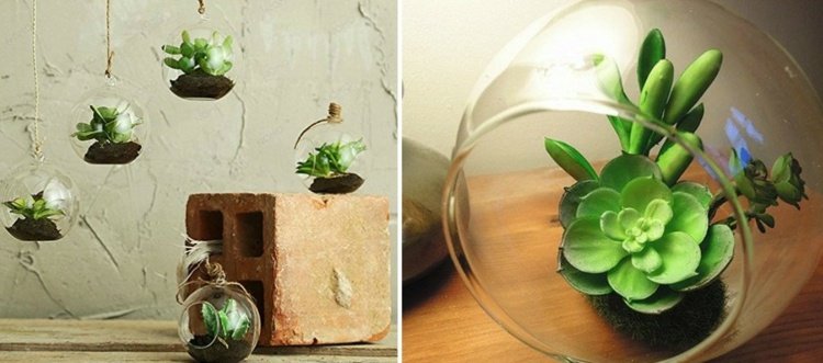 Blomkrukor-hängande-terrarium-succulenter-hängande-luft-växter