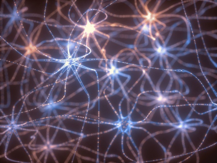 nervceller och nervceller synapser nervplastoxytocineffekt