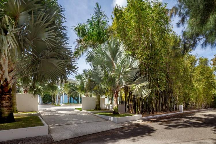 palmer trädgård framgård privatliv skärm bambu