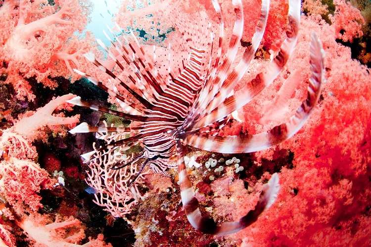 pantone färg 2019 levande korall inspirerad av naturen trendiga färger uppfriskande