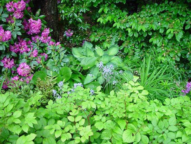blommande växter-grön trädgård-i vår-landskap design trädgård skog design