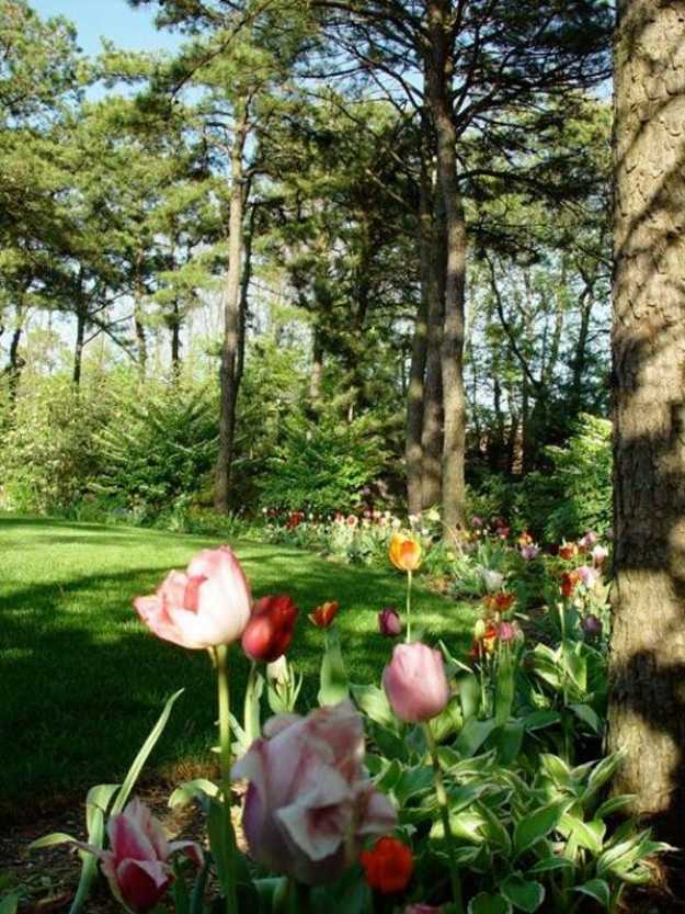 Trädgårdslandskap-tulpaner-säng-skogliknande atmosfär