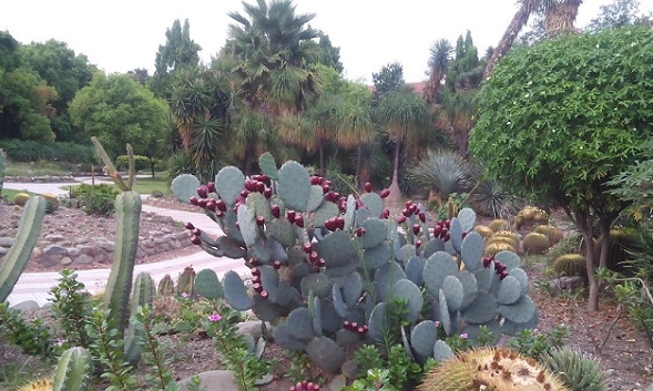 puistot-in-haryana-kaktus-puutarha