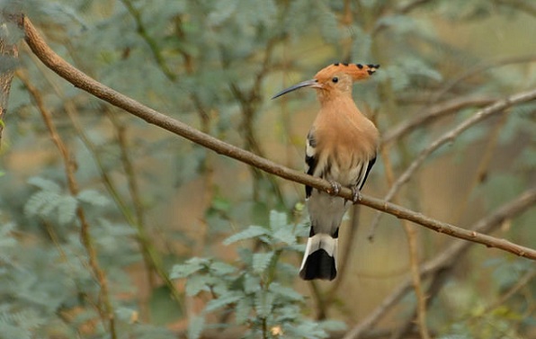 Sultanpuran kansallispuisto Haryanassa