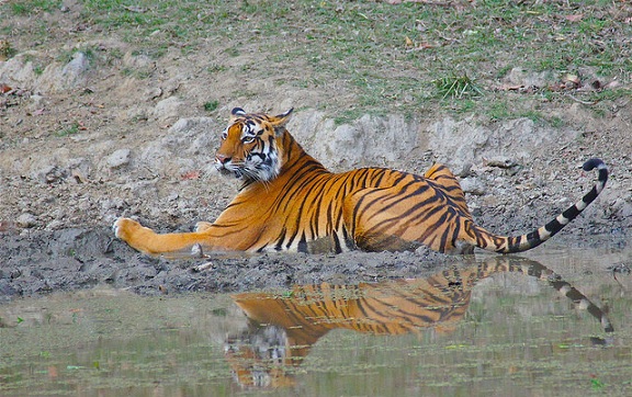 πάρκα-in-madhya-pradesh-kanha-tiger-reserve