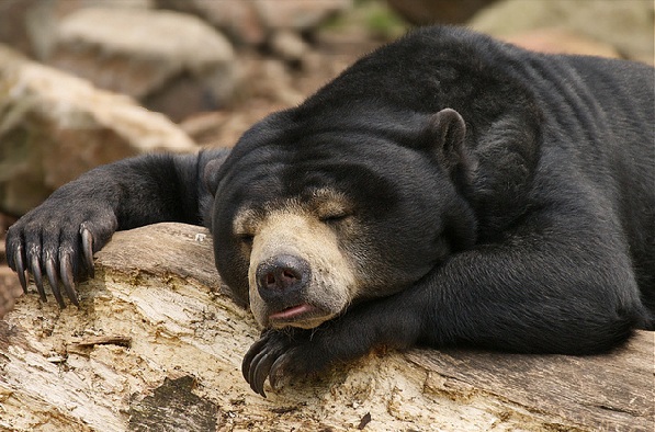 puistot kohteessa Mizoram Mini Zoological Garden sun bear