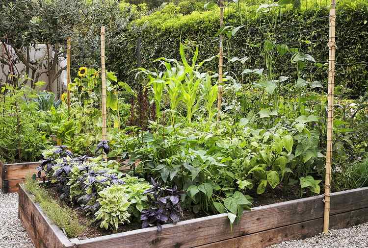 permakultur trädgård grönsak lapp skapa exempel
