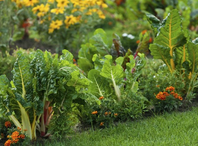 permakultur trädgård grönsak idé plantering kompost