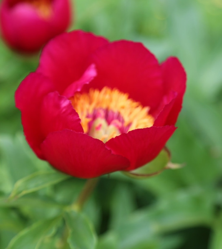 Pioner-trädgård-köp-James-Crawford-Weguelin-röda-guld-blommor