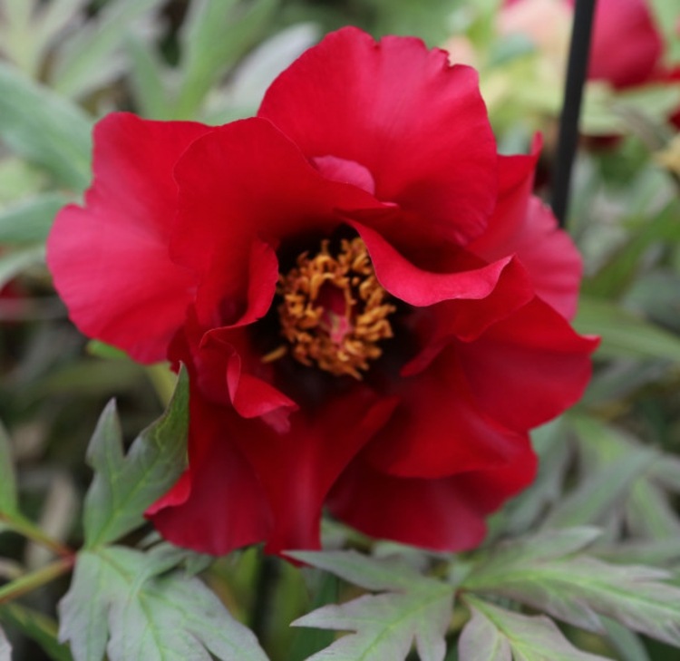 Pioner-Trädgård-Svart-Pirat-röd-svart-sommar-blommande