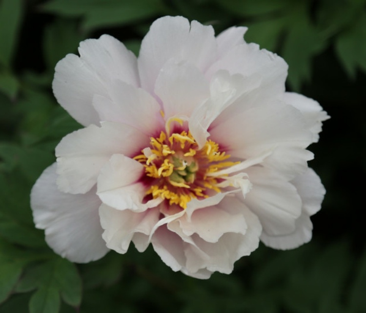 Pion-trädgård-Cora-Louise-vit-rosa-blomma-sommar