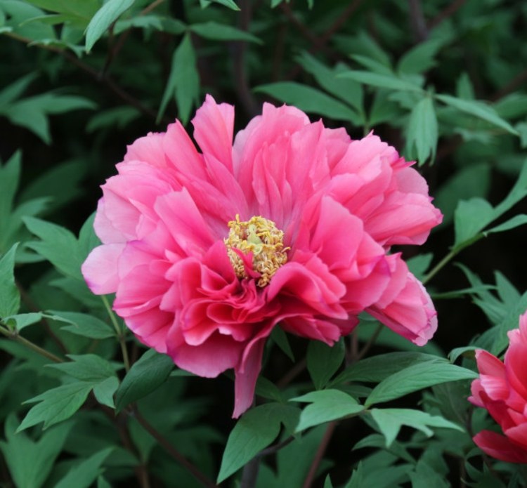 Peony-Garden-Dutschess-of-Kent-Flower-pink