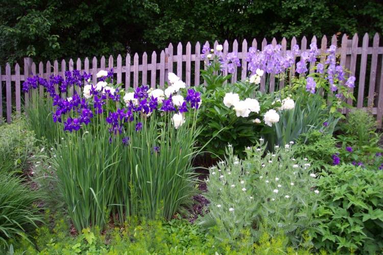 Pion-trädgård-köp-kombinera-iris-blomma