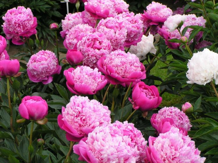 Peony Garden Bright Pink Blossom Ideas