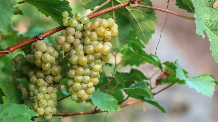 Växter som en sekretessskärm för terrassen i hinken - vinstockar (Vitis vinifera subsp. Vinifera) med druvor