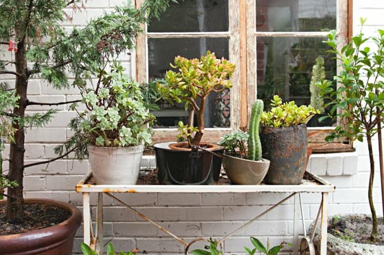 växter vilar i krukor-behållare-växter-trädgård-hus-sidobord