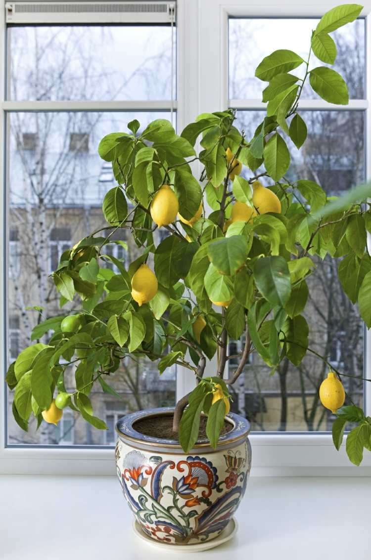 växter övervintrar citronträd-frukt-kruka-fönsterbrädan-ljus