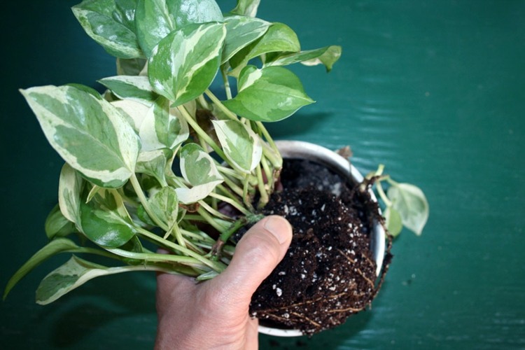växt-övervinter-repot-potting-jord-behållare-rötter