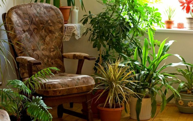 växter-dvala-krukväxter-fåtölj-fönster-ljuskälla