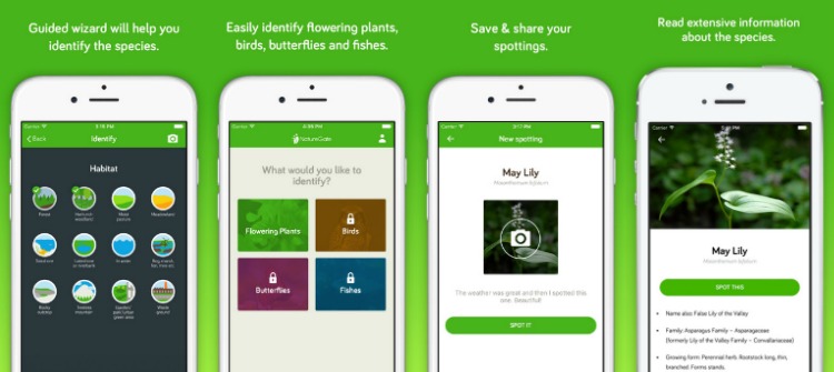 växtbestäm-app-smartphone-natur-grind