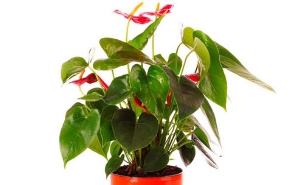 Växter för frisk luft rena rum hälsa