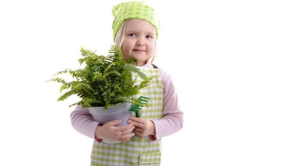 Växter för frisk luft olika sorters småbarn