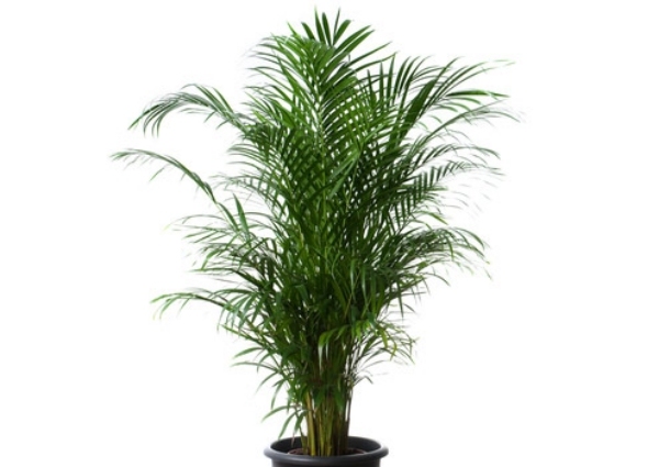 Växter ren luft andas rent areca areka palm