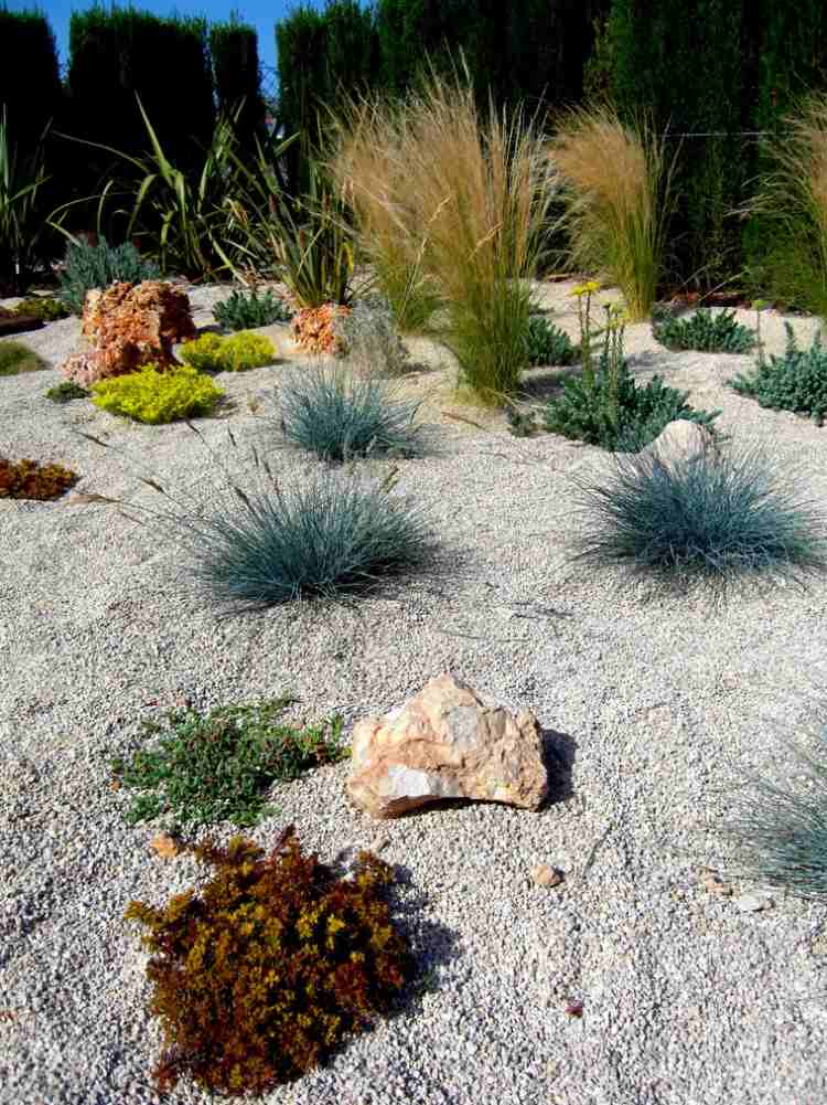 Växter för klippträdgård grusbädd markskydd prydnadsgräs