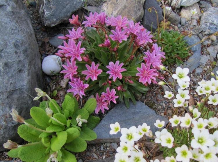 Växter för rock garden bitterroot-rosa-lewisia