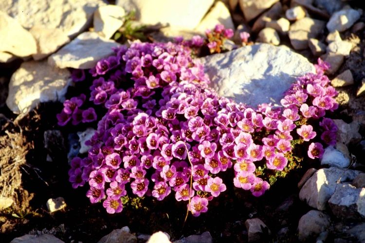 växter-rockery-motsatt-leaved saxifrage-Saxifraga-oppositifolia