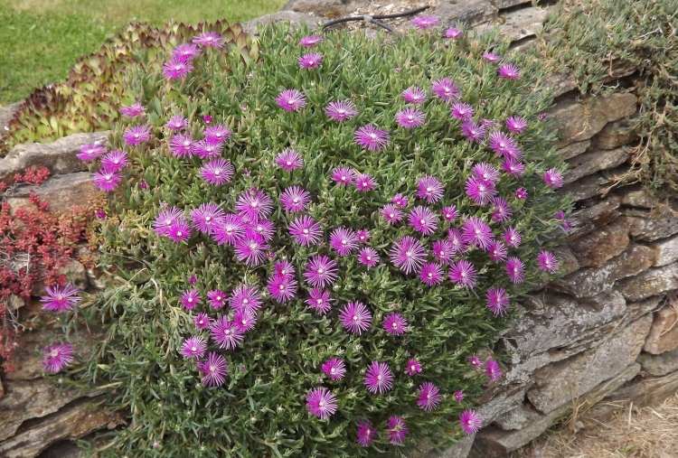 Växter för rock garden delosperma-midday flower-pink