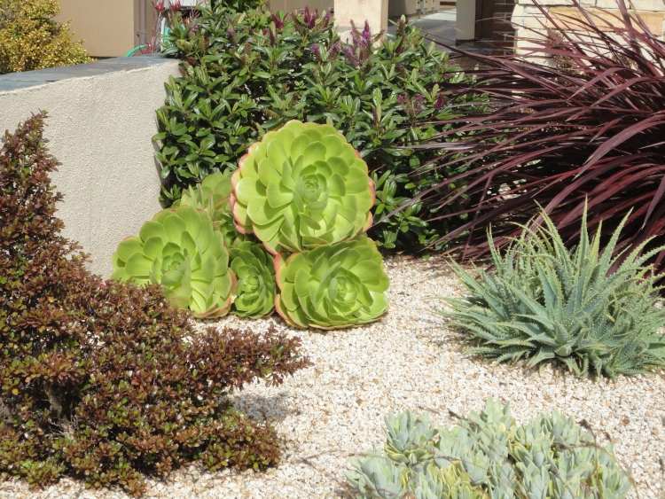 växter-rockery-succulents-aloe-art-grusbädd