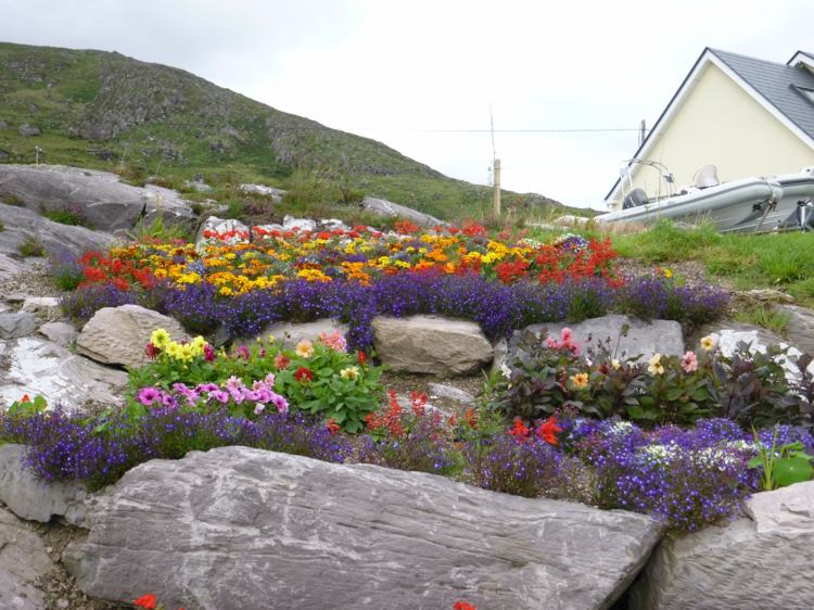 växter-för-sten-trädgård-alpina-blommor-färgglada-lila-gul-rosa